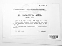Ramularia lactea image